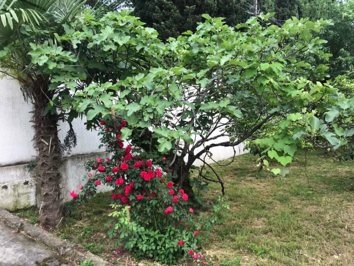 Guest House Dali 가그라 외부 사진